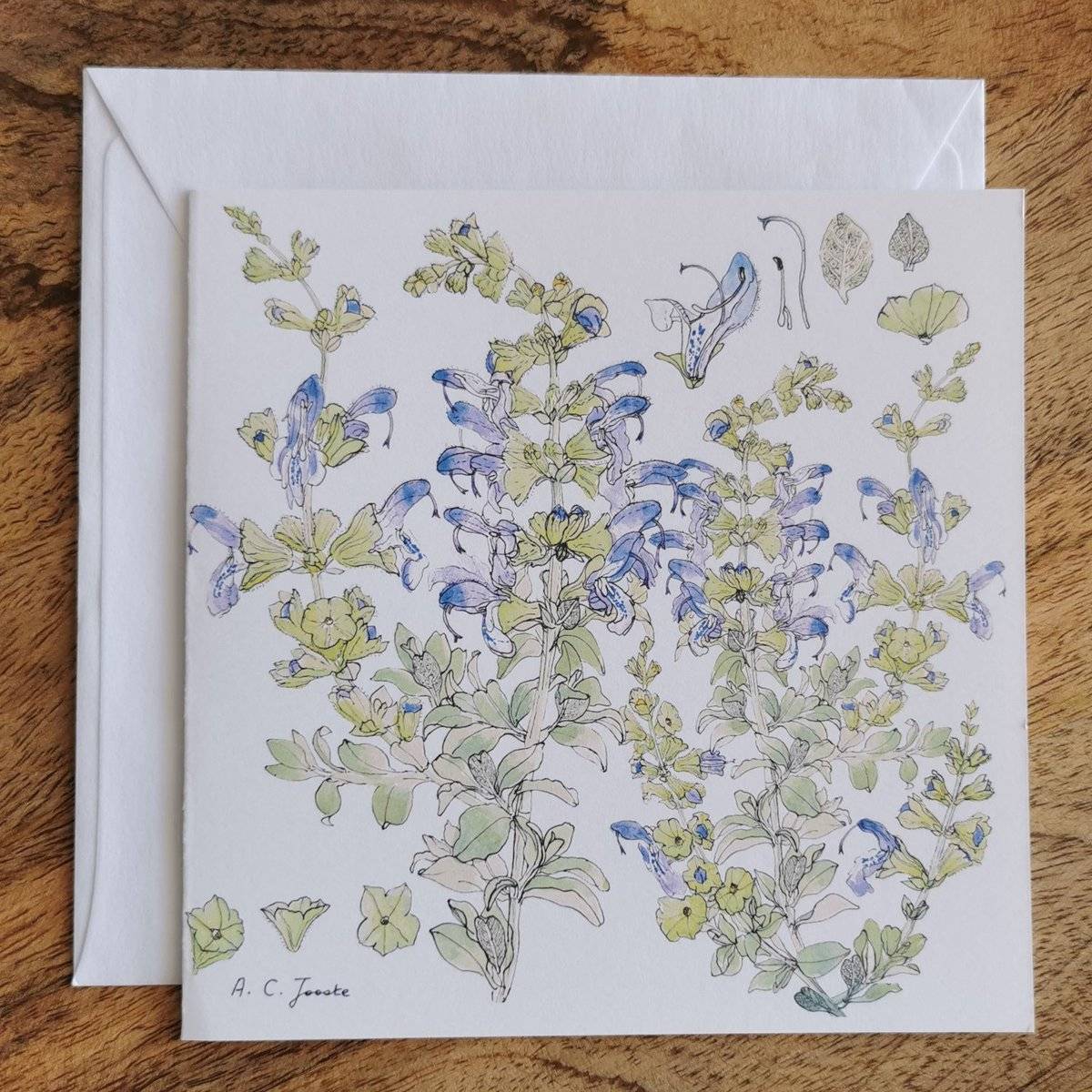 Single Fynbos Greeting Card