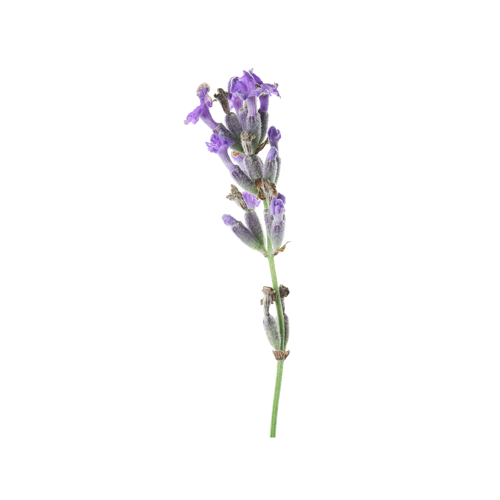 Lavendel EO - Lavandula stoechas subsp. Luisieri