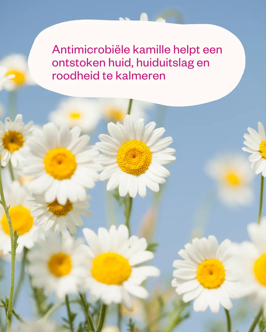 Chamomile & Probiotics - Kalmerende kamille toner