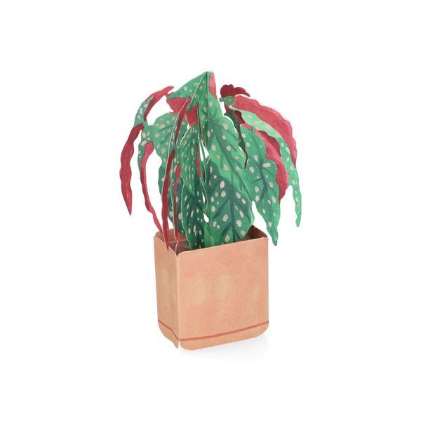 Kaart 3D met envelop, begonia