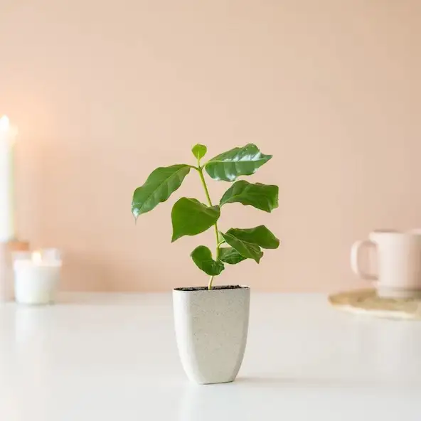 Koffieplantje