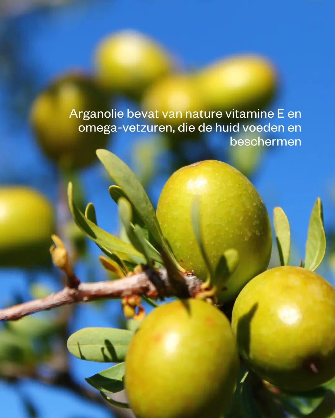 Biologische Arganolie