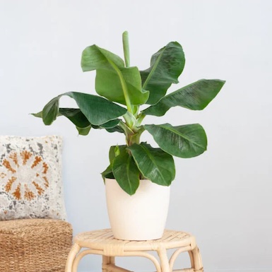 Bananenplant