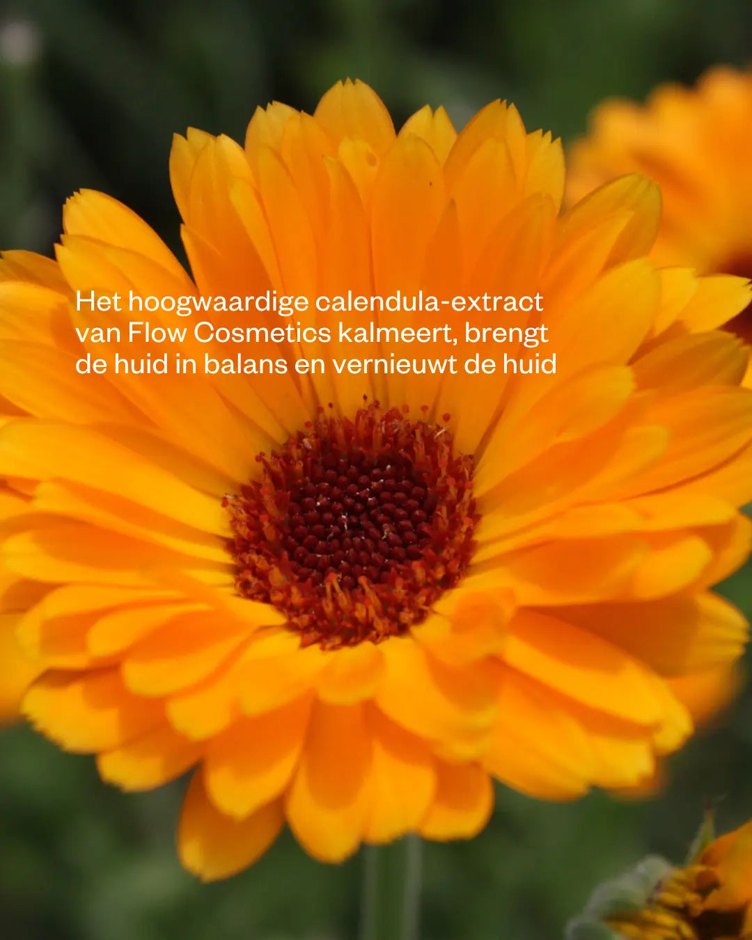 Body butter Marigold